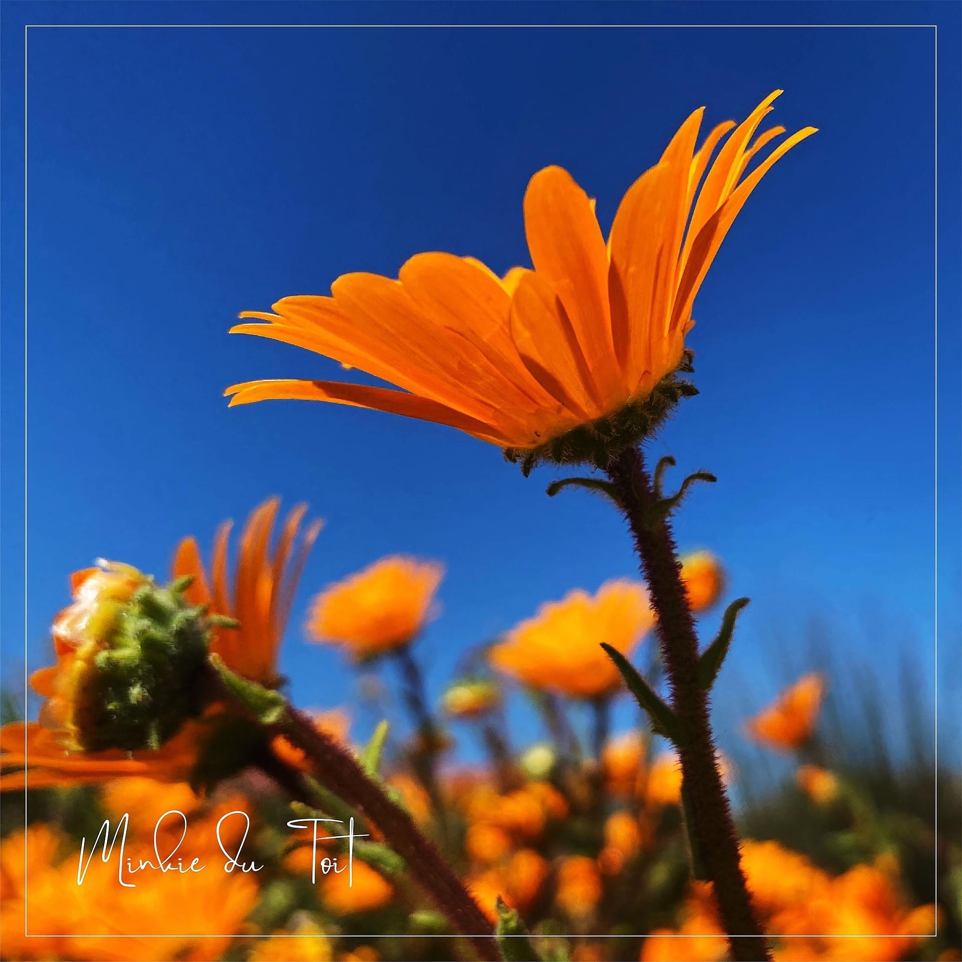 Dis waar!! Blomme so ver as wat jy kan sien!