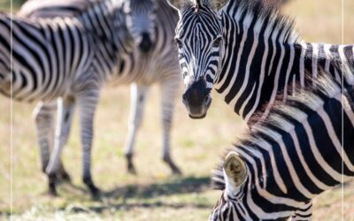 My Fotografie Reis: Van Beginner tot Wildlife Fotograaf